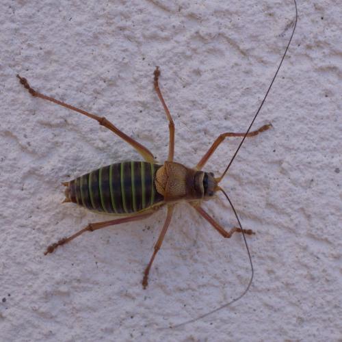 Réf. 267 048 : Ephippiger diurnus diurnus